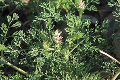 Fumaria parviflora