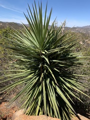 Yucca capensis