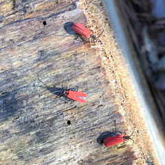 Dictyoptera aurora
