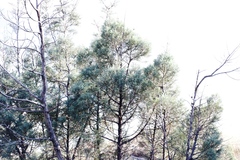 Widdringtonia nodiflora