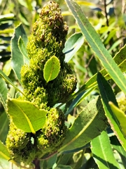 Laurophyllus capensis