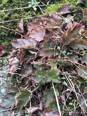 Heuchera micrantha