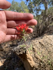 Castilleja bryantii