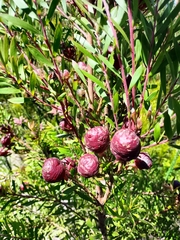 Leucadendron conicum