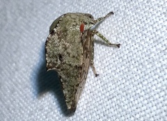 Telamonini