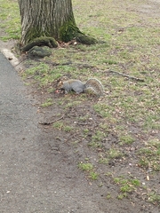 Sciurus carolinensis