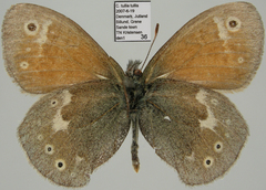 Coenonympha tullia