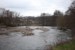 Schistidium rivulare