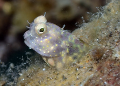 Salarias segmentatus