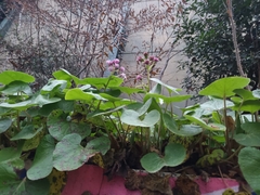 Petasites pyrenaicus