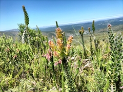 Mimetes pauciflorus