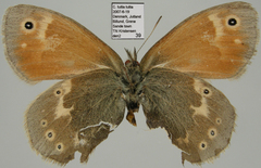 Coenonympha tullia