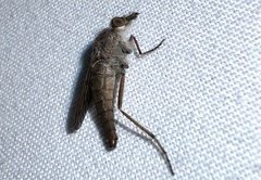 Tabuda varia