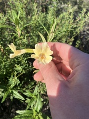 Diplacus longiflorus