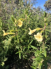 Diplacus longiflorus