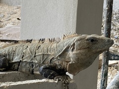 Ctenosaura similis