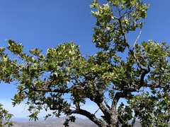 Quercus tuberculata