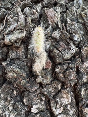 Mammillaria prolifera
