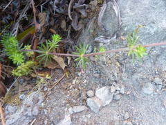 Galium mexicanum mexicanum