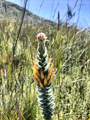 Mimetes pauciflorus