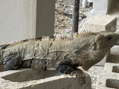 Ctenosaura similis