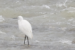 Egretta garzetta