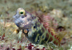 Salarias segmentatus