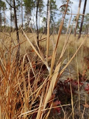 Andropogon gyrans