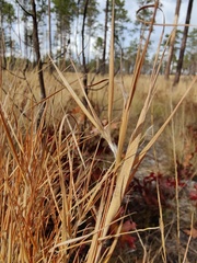 Andropogon gyrans
