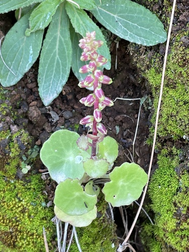 Umbilicus schmidtii (Umbilicus schmidtii)