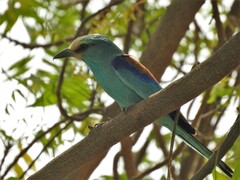 Coracias abyssinicus