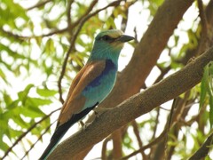 Coracias abyssinicus