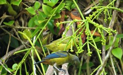 Euphonia pectoralis