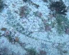 Parapercis millepunctata