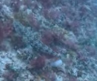 Parapercis millepunctata