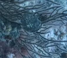 Pteria colymbus