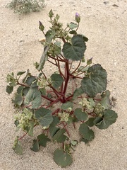 Eremalche rotundifolia