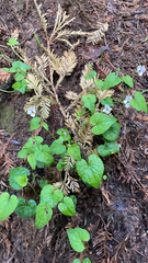 Viola ocellata