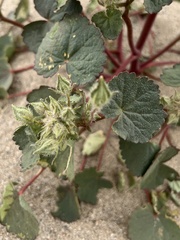 Eremalche rotundifolia