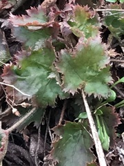 Heuchera micrantha