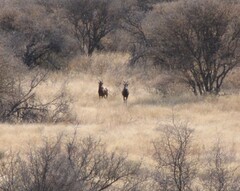 Damaliscus pygargus phillipsi
