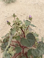 Eremalche rotundifolia