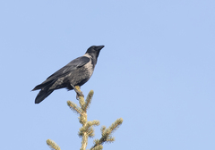 Corvus cornix × corone