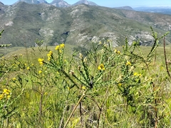 Liparia hirsuta