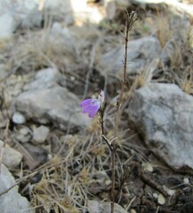 Justicia divaricata
