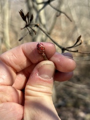 Rhododendron viscosum