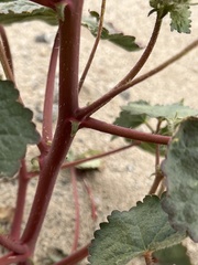 Eremalche rotundifolia