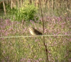 Passerculus sandwichensis