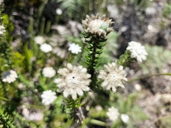 Phylica curvifolia