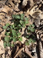Lamium purpureum